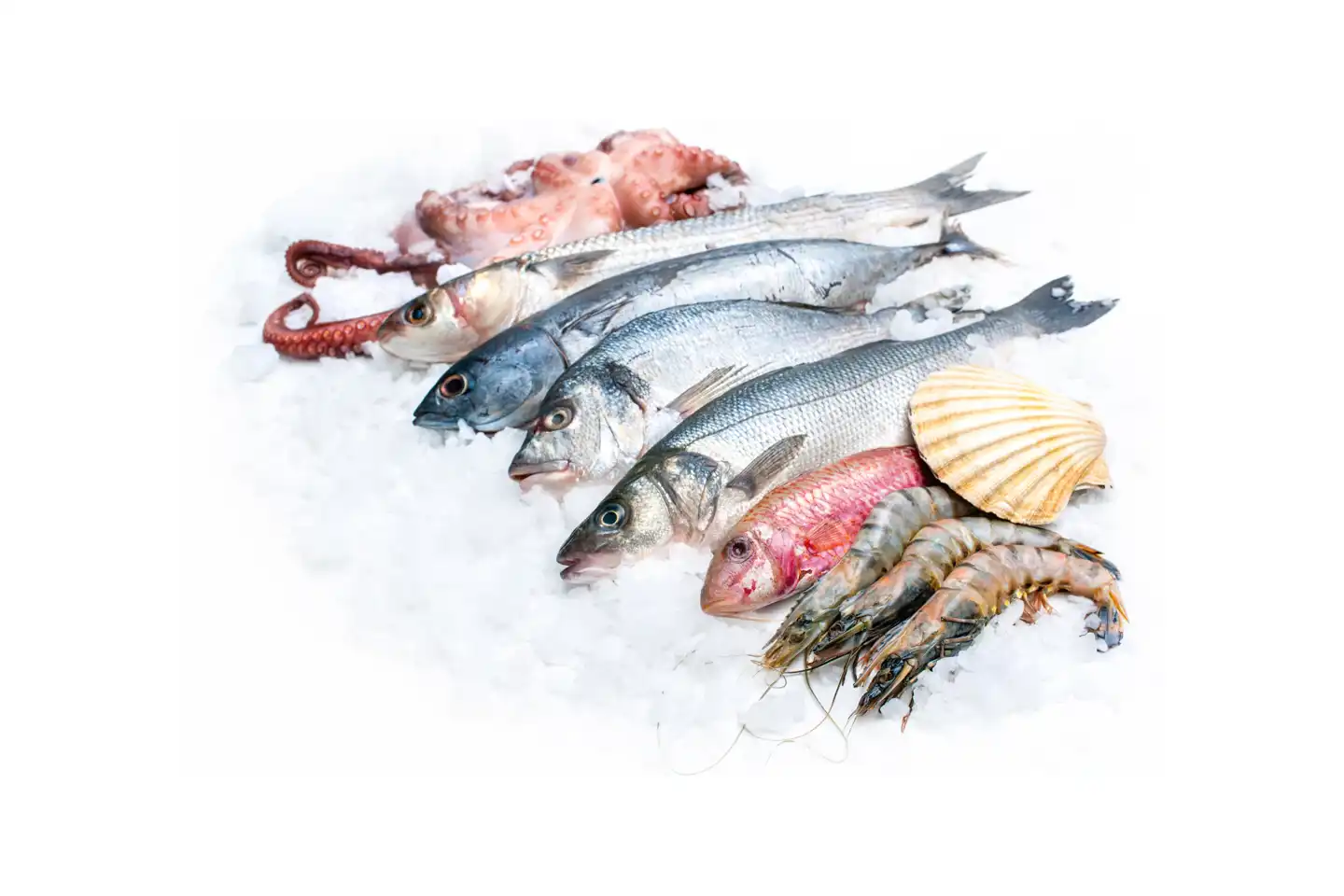 the-asia-company-KATEGORIEN-tiefgefroren verschiedene tiefgefrorene Fische